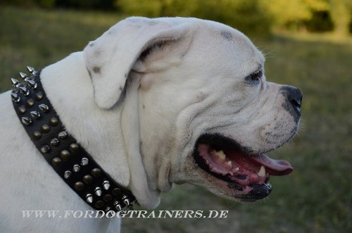 Studded collar with oval brass plates for American Bulldog